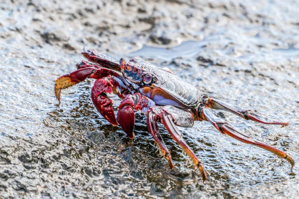 Granchio Roccia Rossa Grapsus Adscensionis Vicino All Acqua — Foto Stock