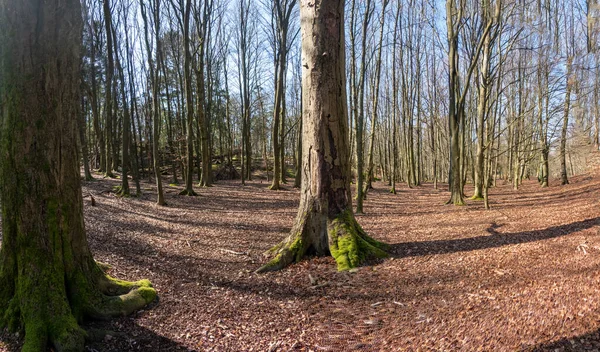 Slottskogen Est Parc Gothenburg Suède Près Ville Centrale Photos De Stock Libres De Droits