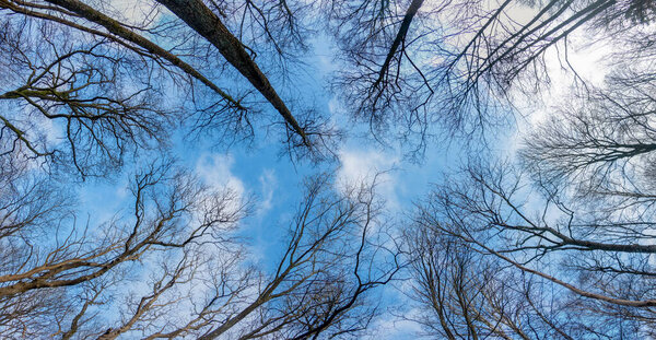 Looking up in the woods tree branches and sky in early spring
