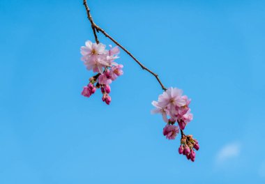 İlkbaharın başlarında meyve ağaçları açarlar.
