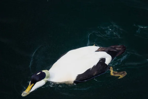 Eider Commun Drake Nageant Dans Eau — Photo