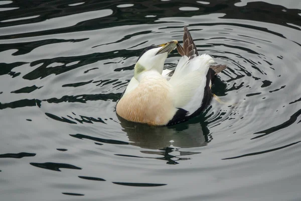 Comum Eider Grooming Suas Penas — Fotografia de Stock