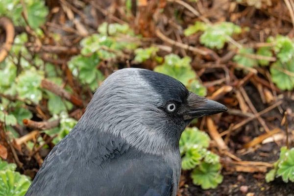 Jackdaw Traînant Autour Café Pour Des Restes — Photo