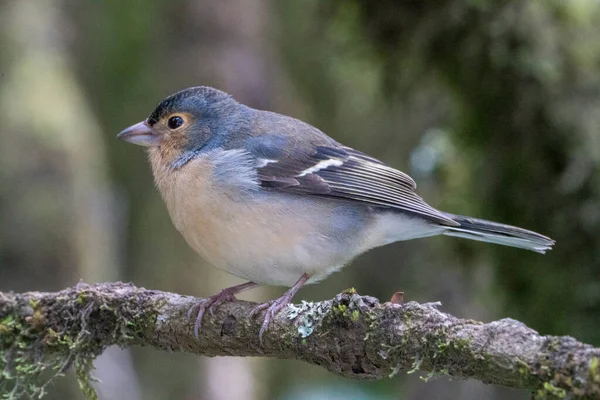 Buchfinkenmännchen Winter — Stockfoto