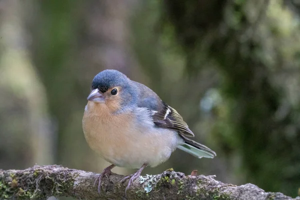 Chaffinch Macho Comum Inverno — Fotografia de Stock