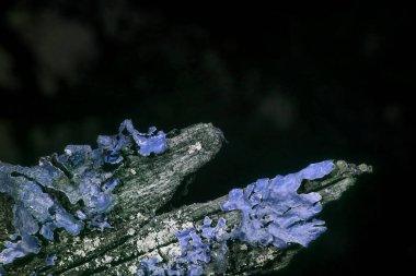 Lichen yansıtıcı ultraviyole fotoğrafçılık