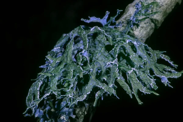 Lichen Reflective Ultraviolet Photography — Stock Photo, Image