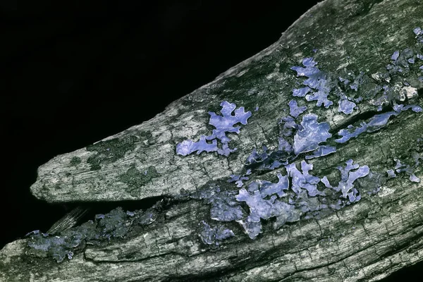 Lichen Reflected Ultraviolet — Stock Photo, Image