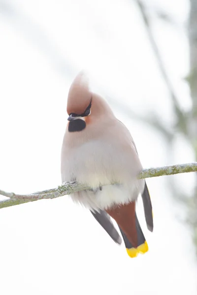 Bohemian Waxwing Winter — Stock Photo, Image