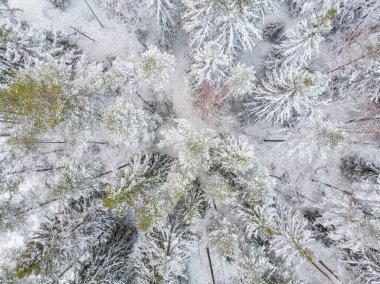 Kışın yeşil ağaçlarda kar ve buz