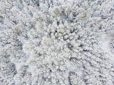 Kışın yeşil ağaçlarda kar ve buz