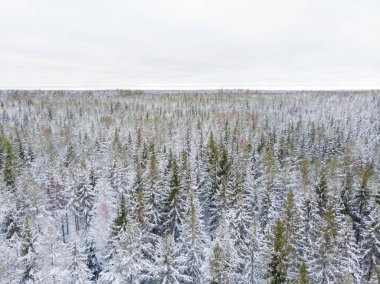 Kışın yeşil ağaçlarda kar ve buz