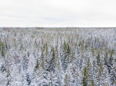 Kışın yeşil ağaçlarda kar ve buz