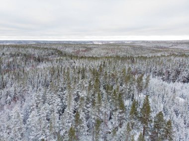 Kışın yeşil ağaçlarda kar ve buz