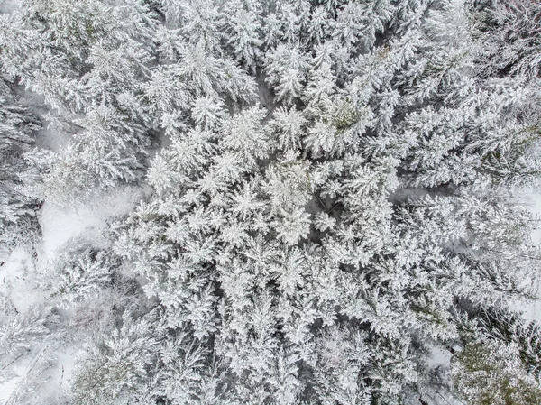 Snow Ice Evergreen Trees Winter — Stock Photo, Image