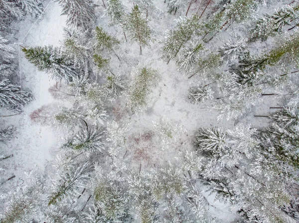 冬日常青树上的冰雪 — 图库照片