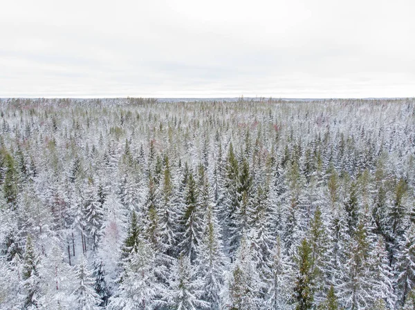Kışın yeşil ağaçlarda kar ve buz