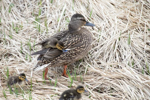 Mallard Tyúk Kiskacsákkal — Stock Fotó