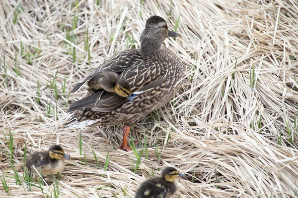 Mallard Hen Ducklings — Stock Photo, Image