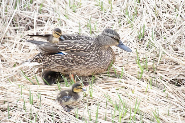 Mallard Tyúk Kiskacsákkal — Stock Fotó