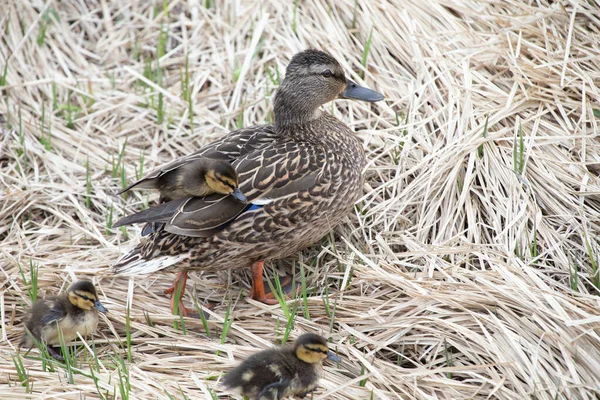 Mallard Hen Ducklings — Stock Photo, Image