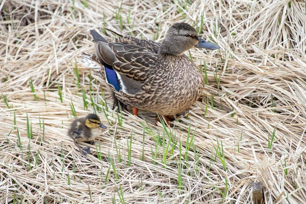 Mallard Hen Ducklings — Stock Photo, Image