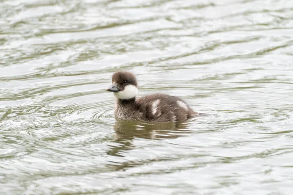 Pulcino Goldeneye Comune Acqua — Foto Stock