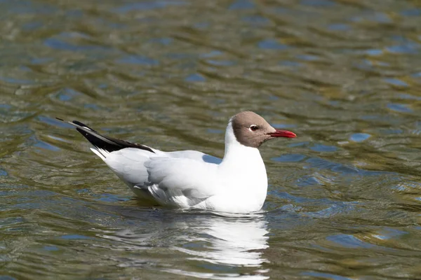 Gaivota Cabeça Preta Água — Fotografia de Stock