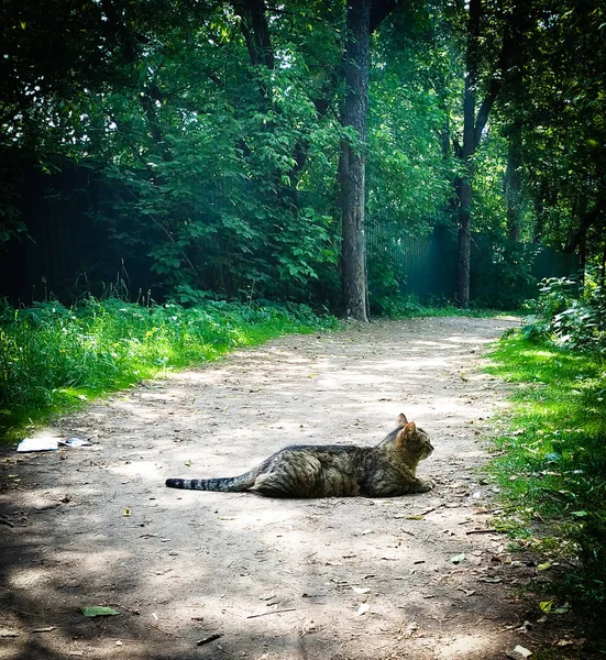 Gato Sin Hogar Bosque —  Fotos de Stock