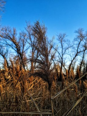 Tarlada şeker kamışı