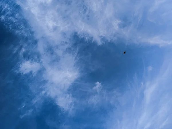 Soaring Bird Sky — Stock Photo, Image