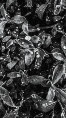 Ormanda yağmur üstüne yağmur.