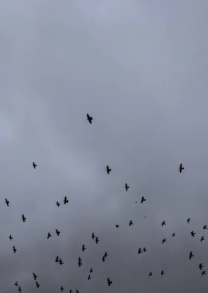 Flying Doves Sky — Stock Photo, Image