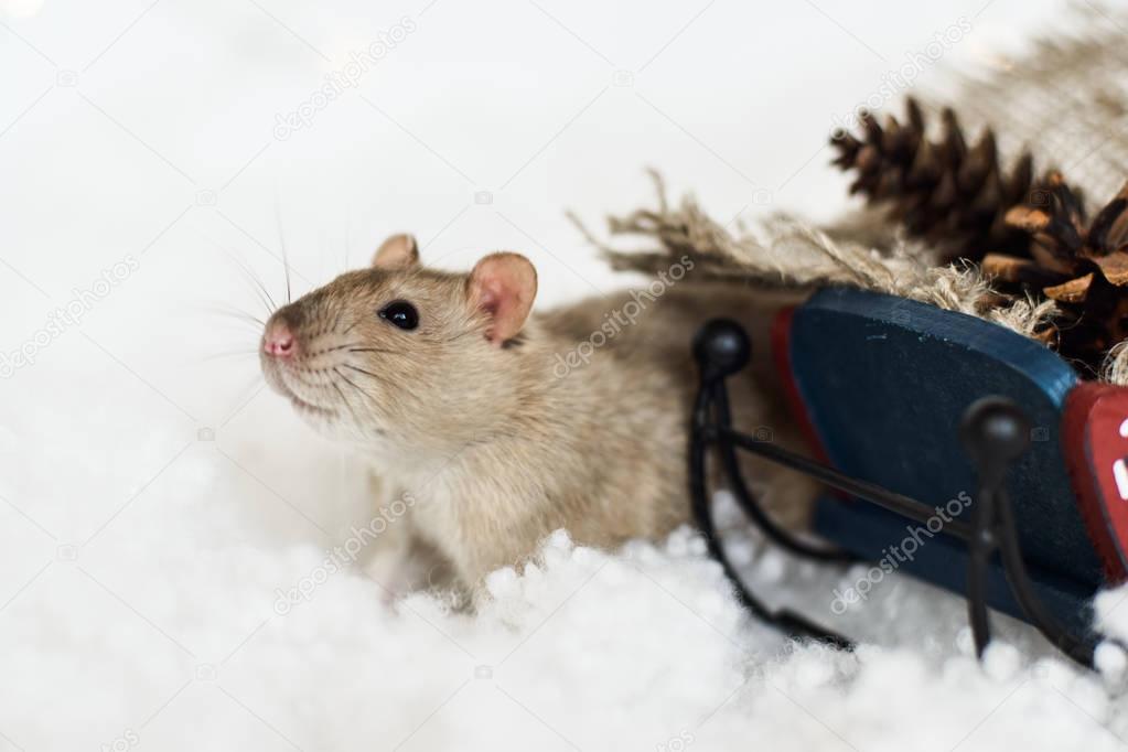 Funny rat looking out of christmas decorations sledge
