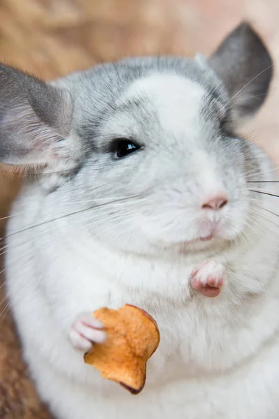 Lindo doméstico chinchilla celebración de alimentos con brazos —  Fotos de Stock