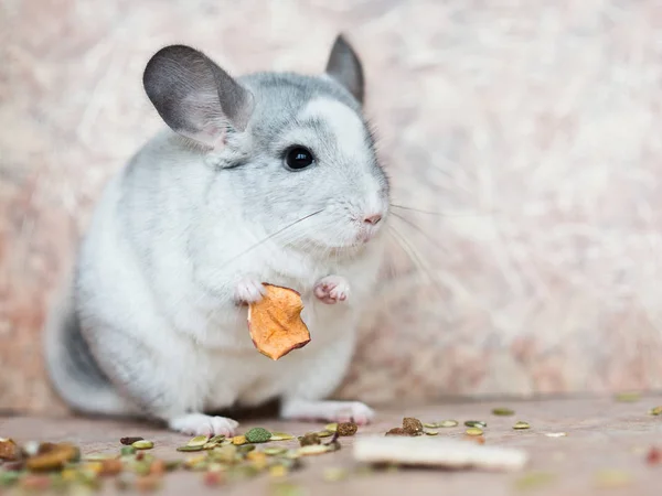 Cara engraçada chinchila doméstica segurando alimentos com braços — Fotografia de Stock