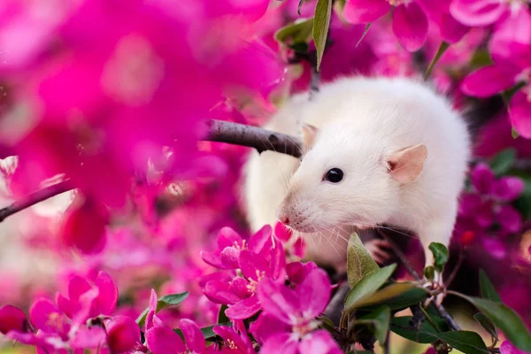 Söt fancy råtta sitter i rose apple blossom — Stockfoto