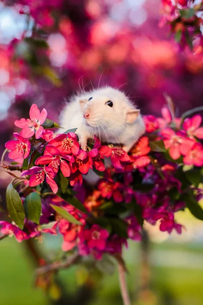 Roztomilá módní krysa sedí v rose jabloň — Stock fotografie