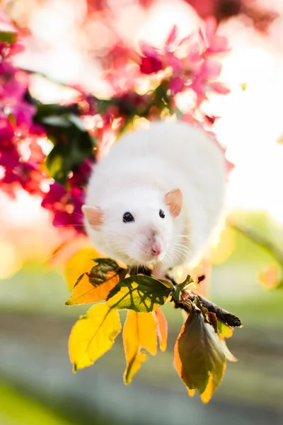 Söt fancy råtta sitter i rose apple blossom — Stockfoto
