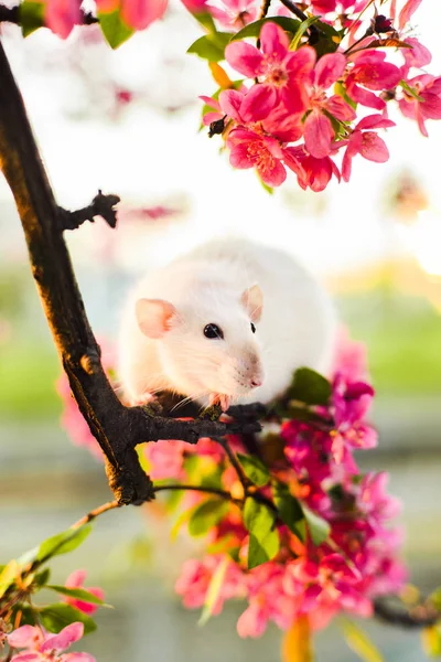 Mignon rat fantaisie assis en fleur de pomme rose — Photo
