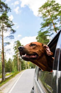 Pencereden dışarı bakıyor araba binmek zevk ridgeback köpek