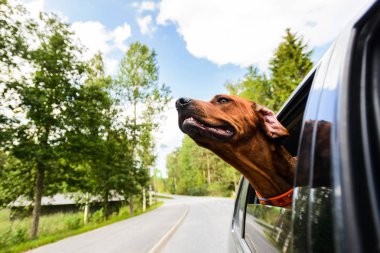 Pencereden dışarı bakıyor araba binmek zevk ridgeback köpek