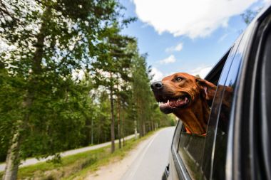 Pencereden dışarı bakıyor araba binmek zevk ridgeback köpek