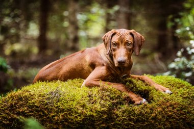 Rodezya moss ormanın içinde yatan Ridgeback
