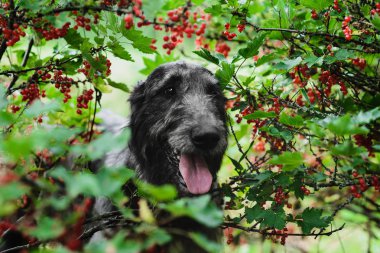 Şirin İrlandalı Wolfhound dışında kırmızı kuş üzümü dalları arıyorsunuz