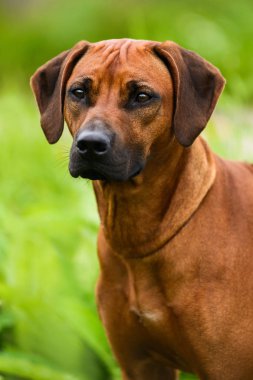 Çim yaz güneşi, Rodezya Ridgeback ayakta