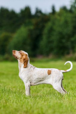 Bracco Italiano av köpeği alanında ayakta