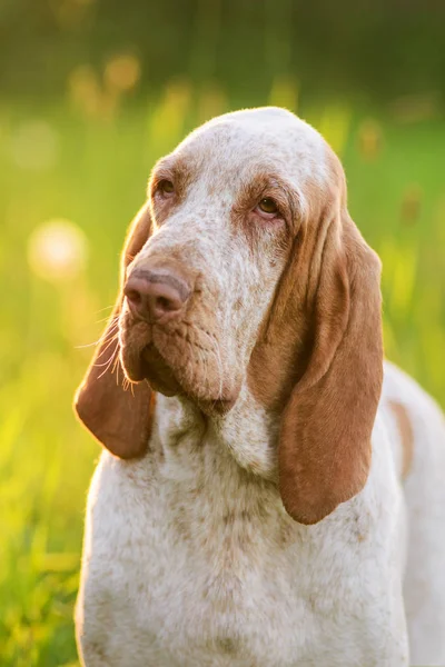 Bracco Italiano sentado na grama no pôr do sol de verão — Fotografia de Stock