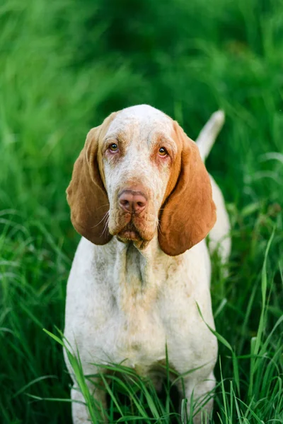 Linda Bracco Italiano de pé em alta grama verde — Fotografia de Stock