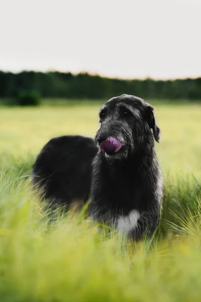 Chien de loup irlandais debout dans le champ de blé au coucher du soleil — Photo